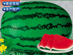 �޿�����