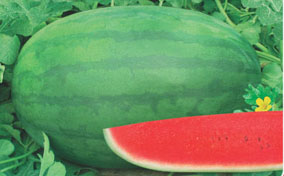 �޿�����