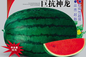 �޿�����